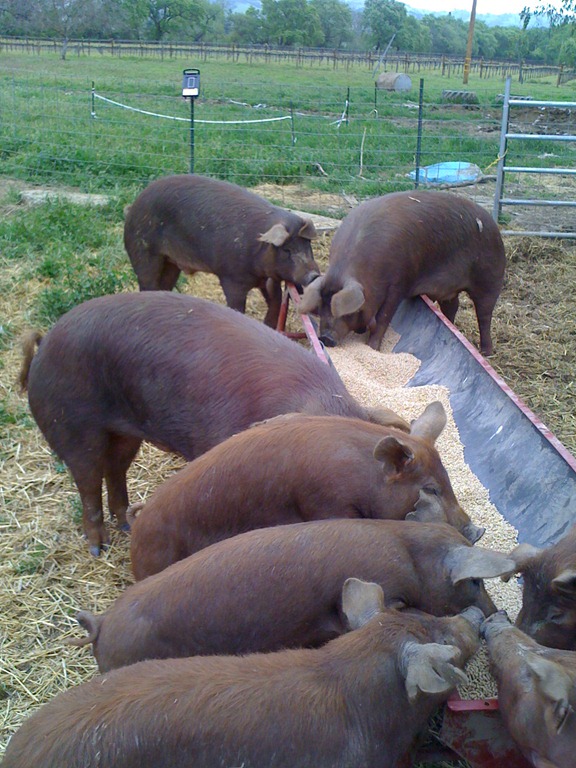pigs-at-the-trough.jpg